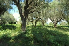 Bouwperceel met veel oude oliijbomen (2)