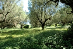 Grote olijfboomgaard (2)