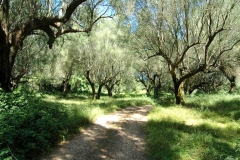 Grote olijfboomgaard (3)