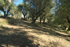 Bouwgrond met olijfboomgaard