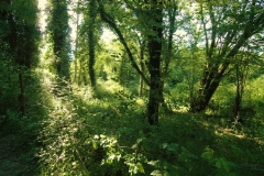 Cilento- schitternde, groene natuur