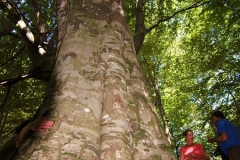 Cilento-wandelen door eeuwenoude bossen (4)