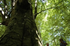 Cilento-wandelen door eeuwenoude bossen (5)