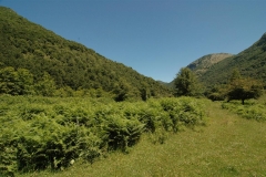 Cilento-wandelen door eeuwenoude bossen (8)