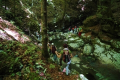 Cilento-wandelen door eeuwenoude bossen