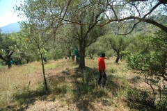 bouwkavel in olijfboomgaard (2)