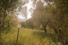 De-olijfboomgaard