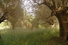 Olijfboomgaard-met-oude-olijfbomen