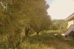 Olijfboomgaard-met-zeer-oude-olijfbomen-